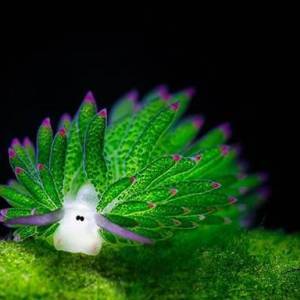 宛如小绵羊的最萌生物藻类海蛞蝓